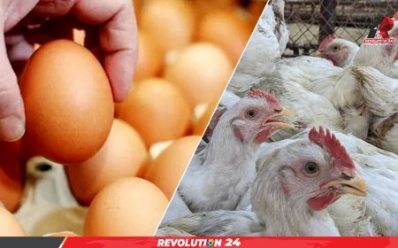পহেলা মে থেকে সারা দেশে ডিম-মুরগির খামার বন্ধ ঘোষণা
