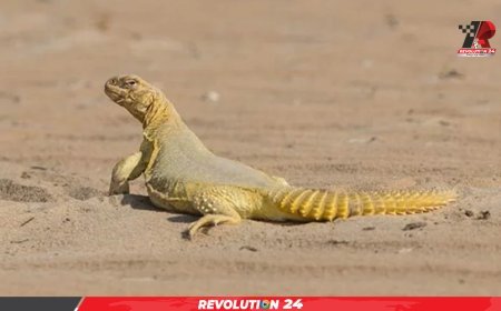 ‘সান্ডা’ দেখে কেউ হাসে আবার কেউ আতঙ্কিত, হারপেটোফোবিয়াকে অবহেলা নয়