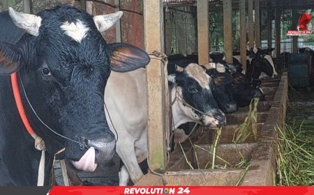 চাঁদপুরে ৬২ হাজার কুরবানির পশু প্রস্তুত