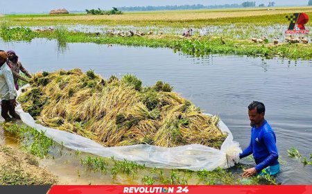 ফসল নয়, মাঠে এখন শুধুই পানি আর হতাশা