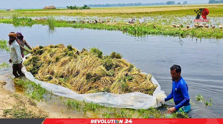 ফসল নয়, মাঠে এখন শুধুই পানি আর হতাশা