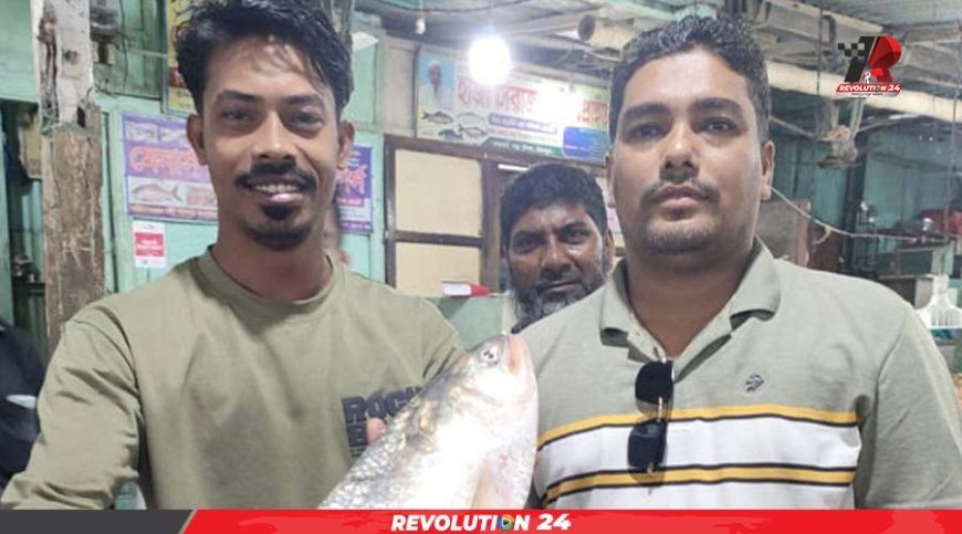 চাঁদপুরে রাজা ইলিশের দাপট, এক মাছের দাম ১৩ হাজার ছাড়াল!