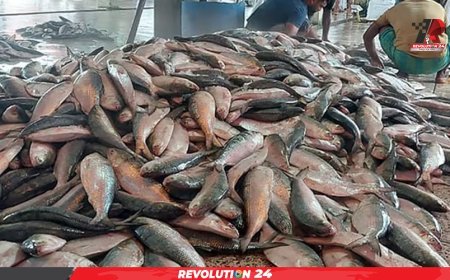 জাল তুলতেই জেলেদের ছানাবড়া চোখ, এক ট্রলারে ৬১ মণ ইলিশ