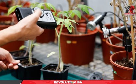 গাছপালা যখন কথা বলে, পোকামাকড় শোনে: গবেষণা