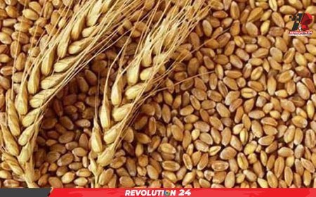 শুল্ক কমানোর দর কষাকষিতে সুবিধা পেতে যুক্তরাষ্ট্র থেকে বেশি দামে গম কিনবে সরকার