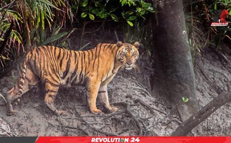 ২৫ বছরে ৯১টি বাঘের মৃত্যু, হুমকির মুখে সুন্দরবনের বাঘ