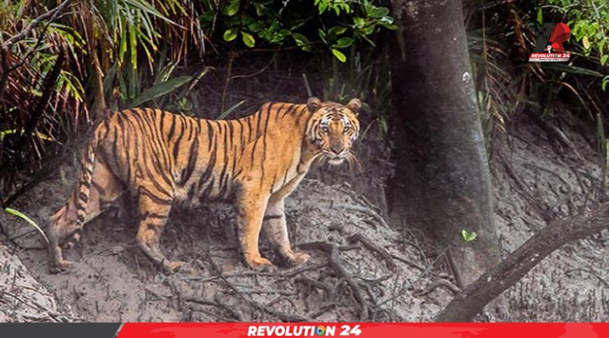 ২৫ বছরে ৯১টি বাঘের মৃত্যু, হুমকির মুখে সুন্দরবনের বাঘ
