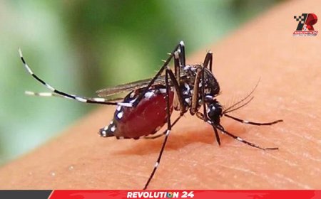 আজও ডেঙ্গুতে ৫ জনের মৃত্যু, হাসপাতালে ভর্তি ৩১১