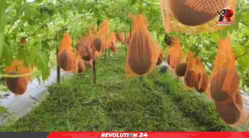 ইউটিউব দেখে মাচায় তরমুজ চাষে সাফল্য