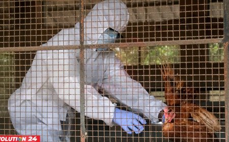 বার্ড ফ্লুর নতুন স্ট্রেইনে যুক্তরাষ্ট্রে একজনের মৃত্যুর পর উদ্বেগ বাড়লো