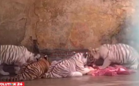 জাতীয় চিড়িয়াখানায় বিরল প্রজাতির সাদা বাঘ, বেড়ে উঠছে কর্তৃপক্ষের পরম যত্নে