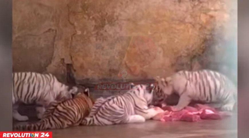 জাতীয় চিড়িয়াখানায় বিরল প্রজাতির সাদা বাঘ, বেড়ে উঠছে কর্তৃপক্ষের পরম যত্নে