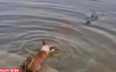 কুকুরকে কুমিরের টেনে নিয়ে যাওয়ার ঘটনায় তদন্তের মাধ্যমে দোষীদের শাস্তির নির্দেশ প্রতিমন্ত্রীর