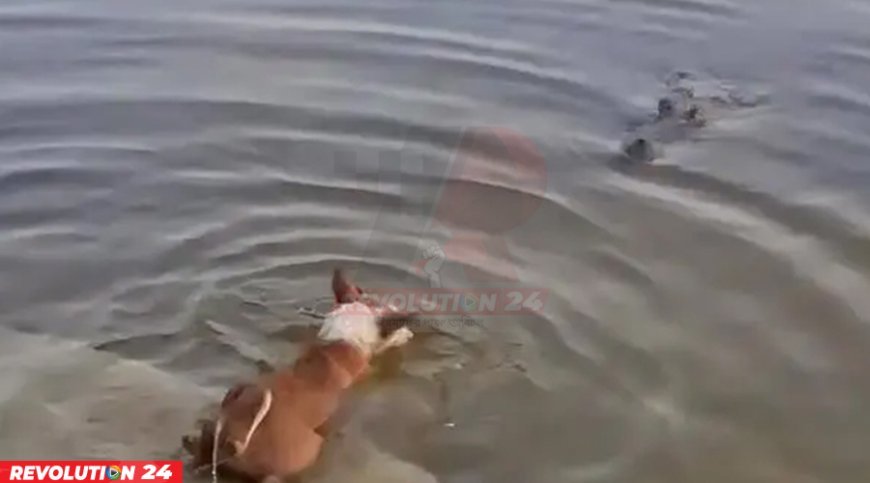 কুকুরকে কুমিরের টেনে নিয়ে যাওয়ার ঘটনায় তদন্তের মাধ্যমে দোষীদের শাস্তির নির্দেশ প্রতিমন্ত্রীর