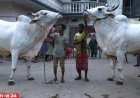 রাজধানীর খামারেই হাটের আমেজ, চলছে ওজন আর দামের প্রতিযোগীতা