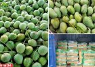 উপহার হিসেবে ভারতে ১১০০ কেজি আম পাঠাল বাংলাদেশ