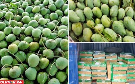 উপহার হিসেবে ভারতে ১১০০ কেজি আম পাঠাল বাংলাদেশ