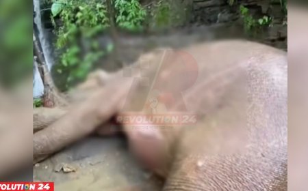 পাহাড় থেকে পড়ে বন্য হাতি গুরুতর আহত, দ্রুত চিকিৎসার নির্দেশ প্রধানমন্ত্রীর