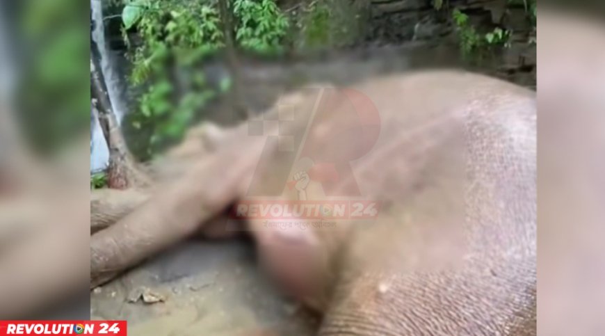পাহাড় থেকে পড়ে বন্য হাতি গুরুতর আহত, দ্রুত চিকিৎসার নির্দেশ প্রধানমন্ত্রীর