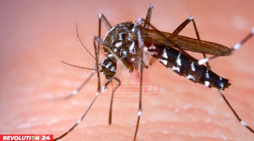 ঢাকার বাইরে ডেঙ্গুর ভয়াবহ ছোবল সর্বোচ্চ মৃত্যু খুলনায়!