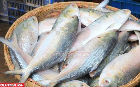 ৮ অক্টোবর থেকে ইলিশ ধরা বন্ধ টানা ২২ দিন নিষেধাজ্ঞা