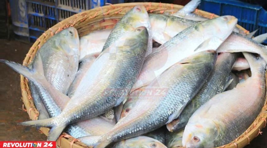৮ অক্টোবর থেকে ইলিশ ধরা বন্ধ টানা ২২ দিন নিষেধাজ্ঞা